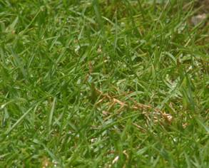 paspalum%20vaginatum%2002%20(seashore%20knottgrass)